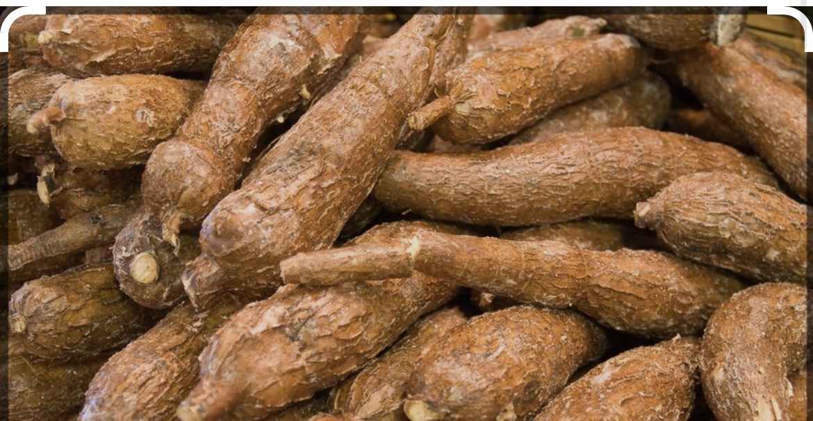 Cassava